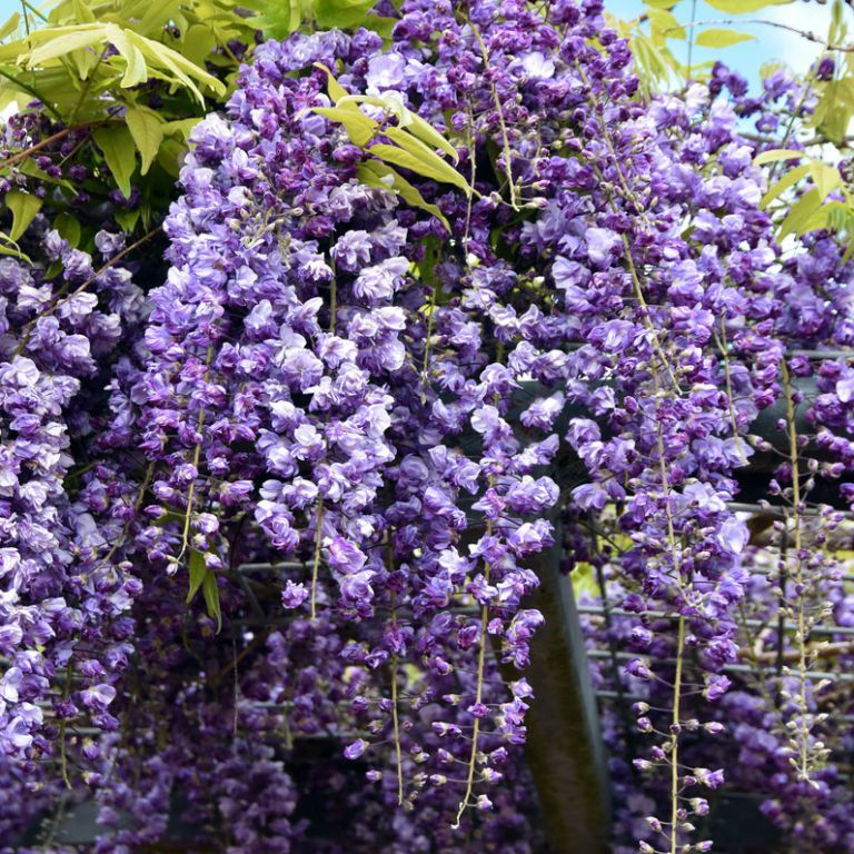 Wisteria, Japanese 'Black Dragon' (Wisteria) – Passiglia Landscape, Nursery  & Garden Center