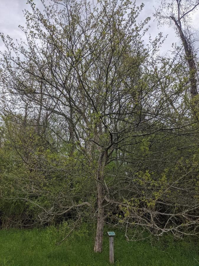 Hawthorn, English 'Winter King' (Crataegus)