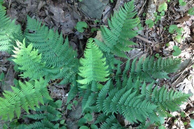 Fern, Eastern Wood (Dryopteris)