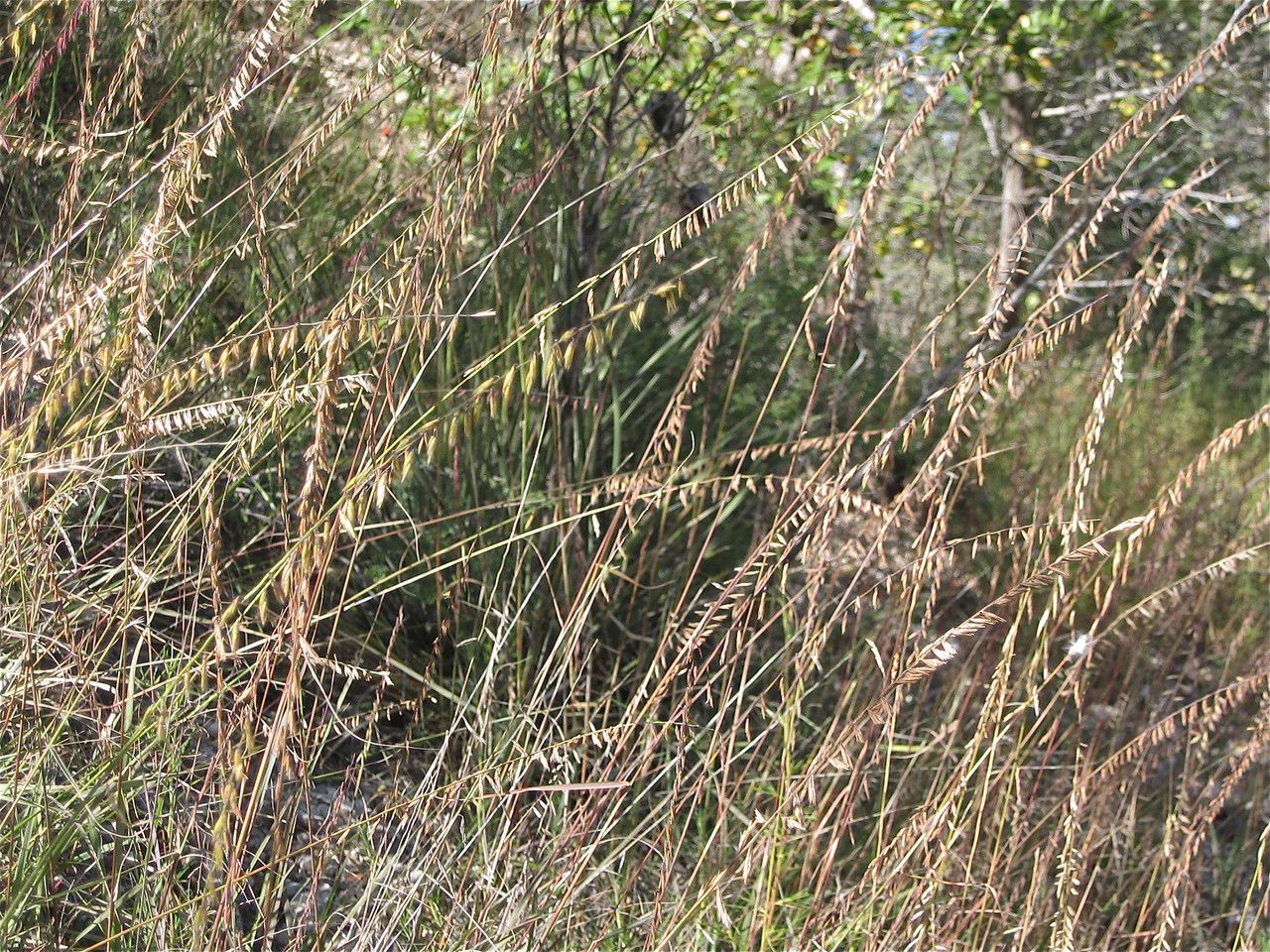 Grass, Sideoats Grama (Bouteloua)