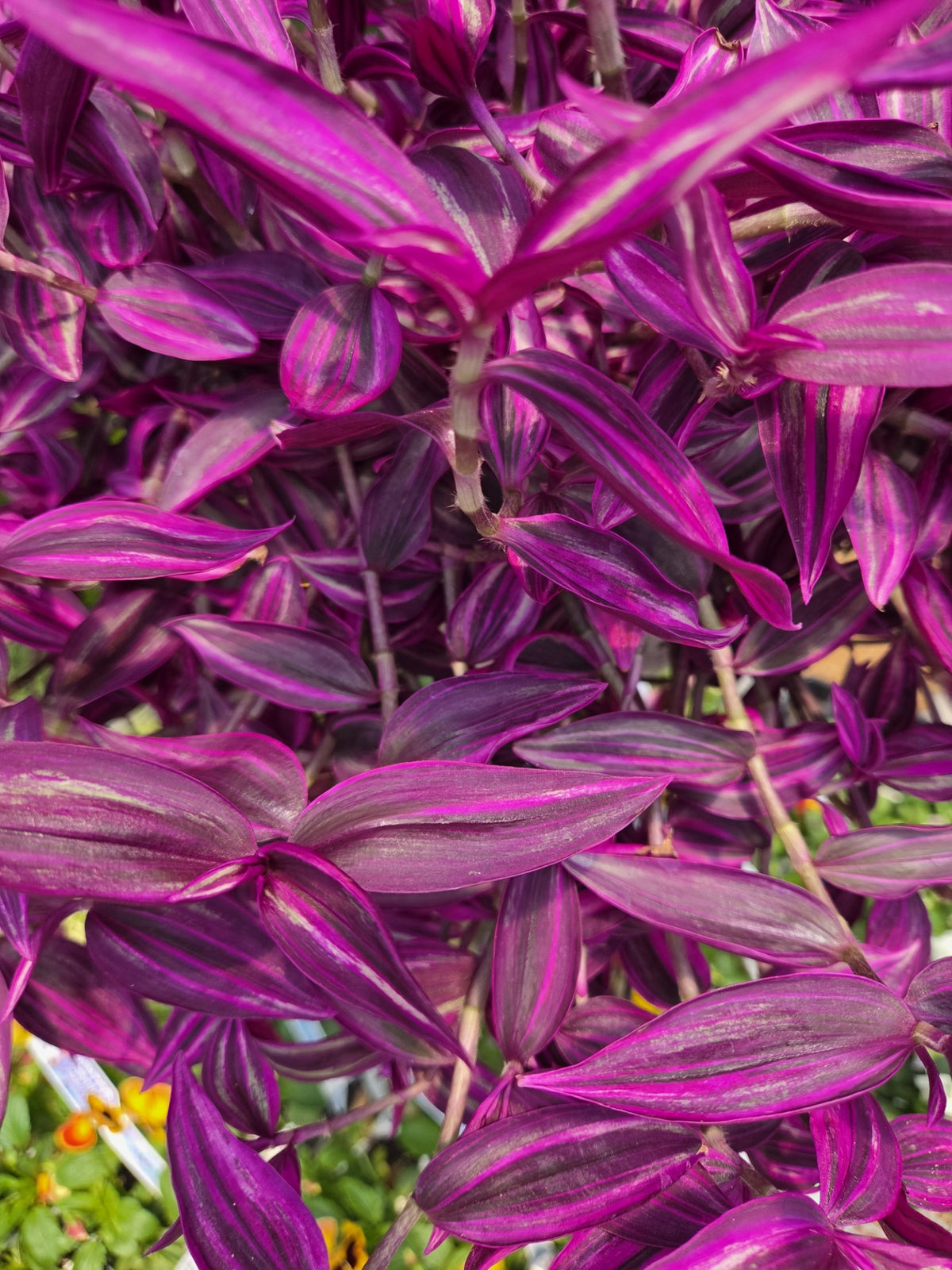 Wandering Jew 'Pink Paradise' (Tradescantia)
