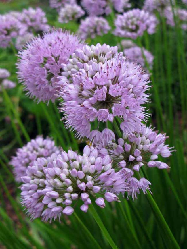 Onion, Ornamental 'Summer Beauty' (Allium)