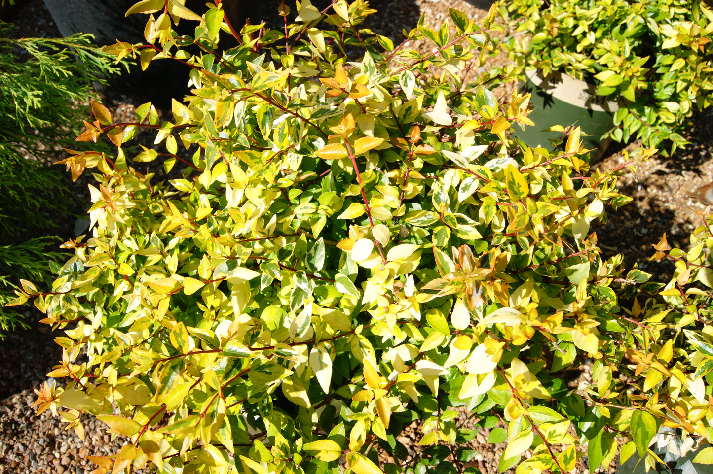 Abelia, Glossy Variegated Dwarf 'Kaleidoscope' (Abelia)