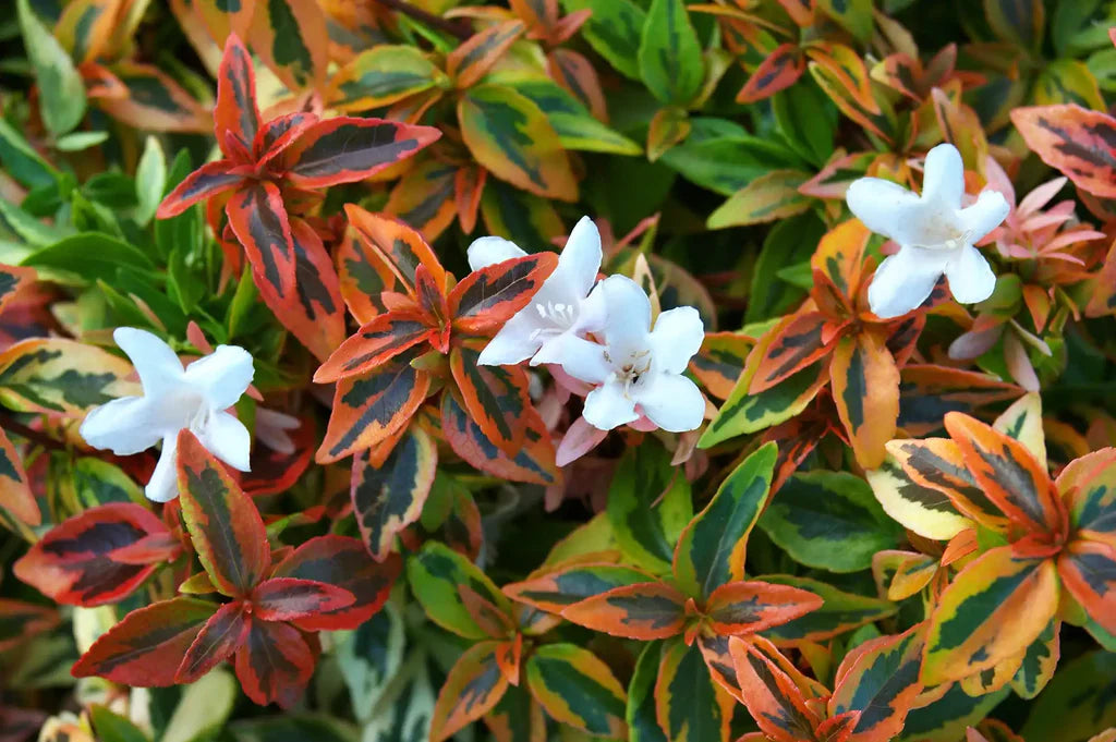 Abelia, Glossy Variegated Dwarf 'Kaleidoscope' (Abelia)