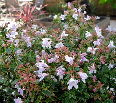 Abelia, Glossy Variegated Dwarf 'Sunshine Daydream' (Abelia)