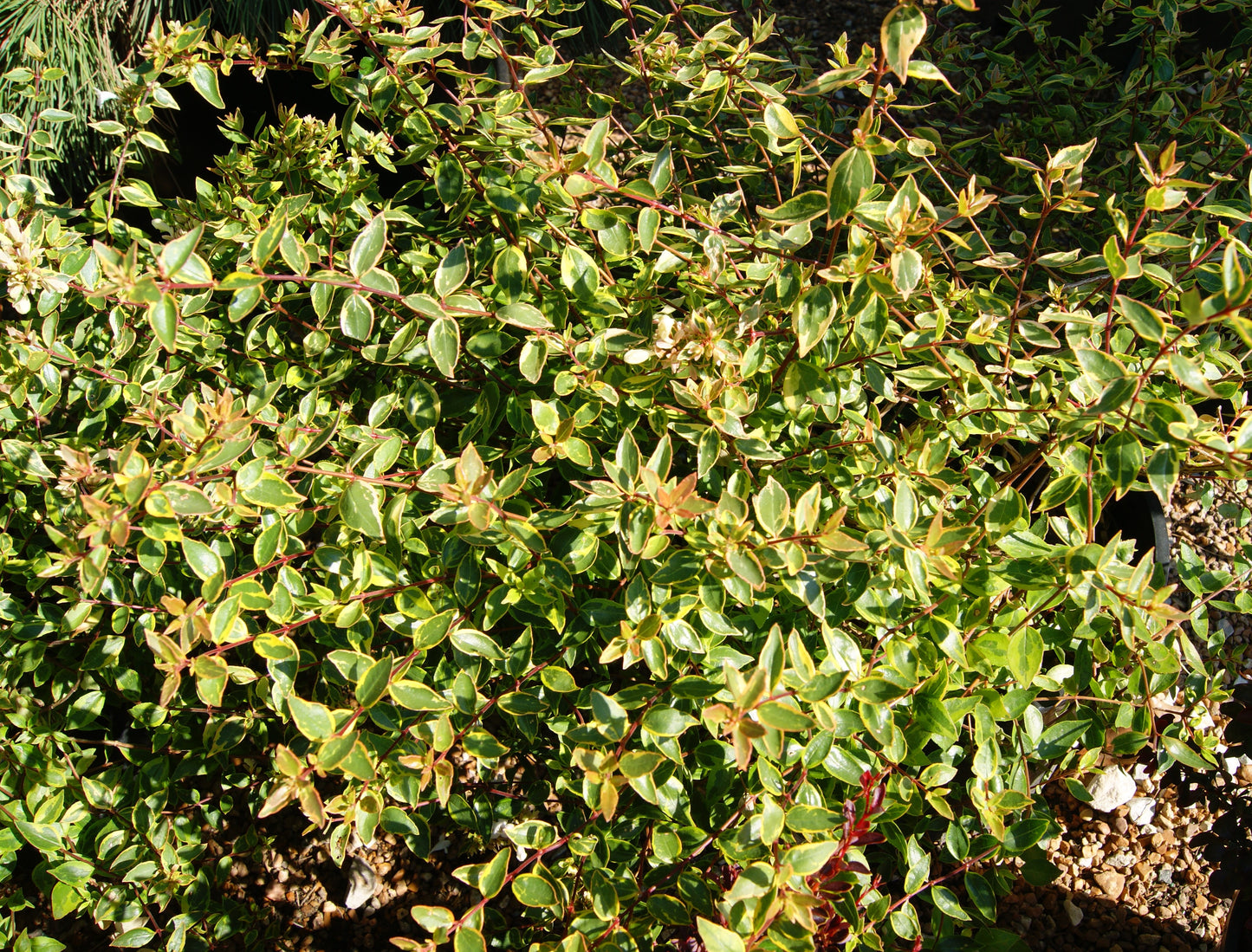 Abelia, Glossy Variegated Dwarf 'Sunshine Daydream' (Abelia)
