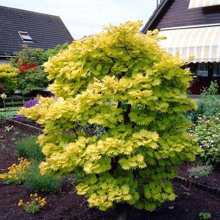 Maple, Full Moon 'Autumn Moon' (Acer)