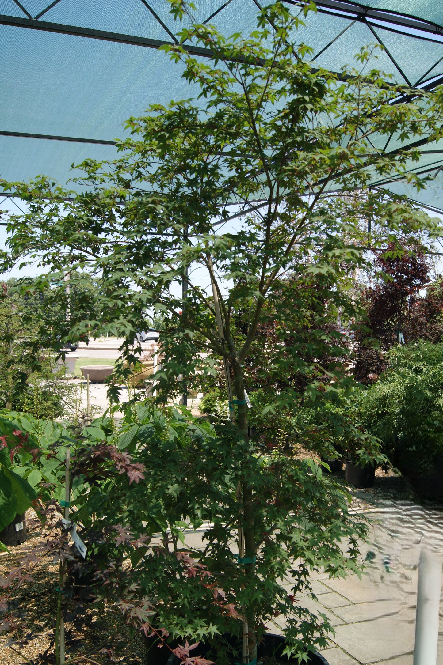 Maple, Japanese Dwarf 'Beni Maiko' (Acer)
