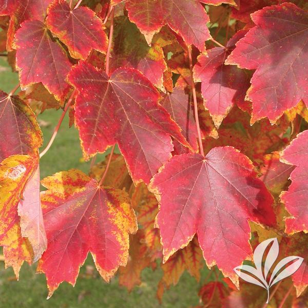 Maple, Red 'Brandywine' (Acer)