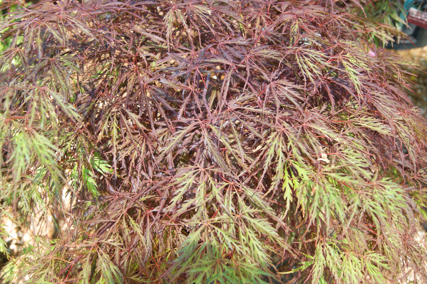 Maple, Japanese Laceleaf Weeping, Dwarf 'Crimson Queen' (Acer) Patio Tree