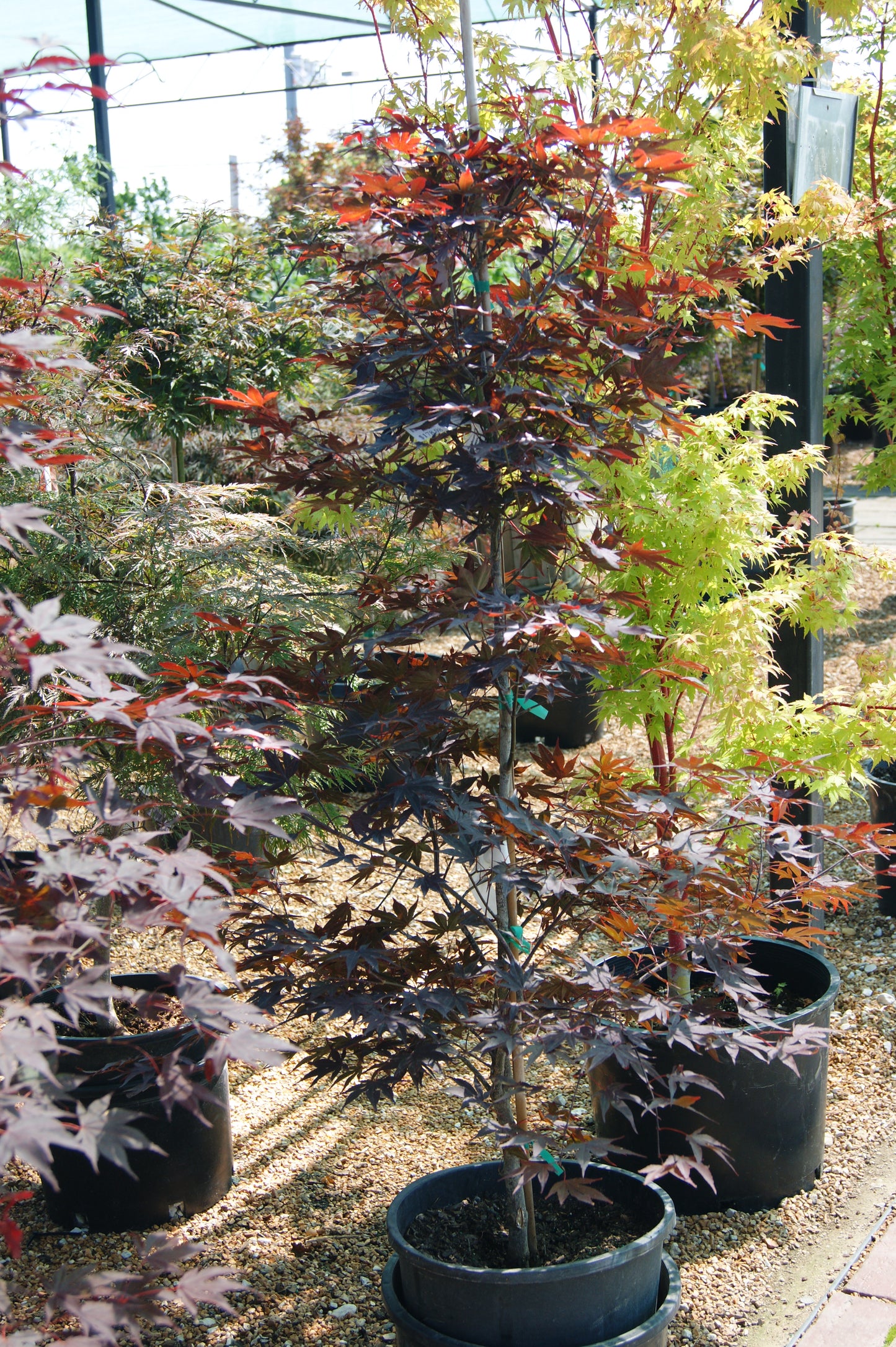 Maple, Japanese Upright 'Fireglow' (Acer)