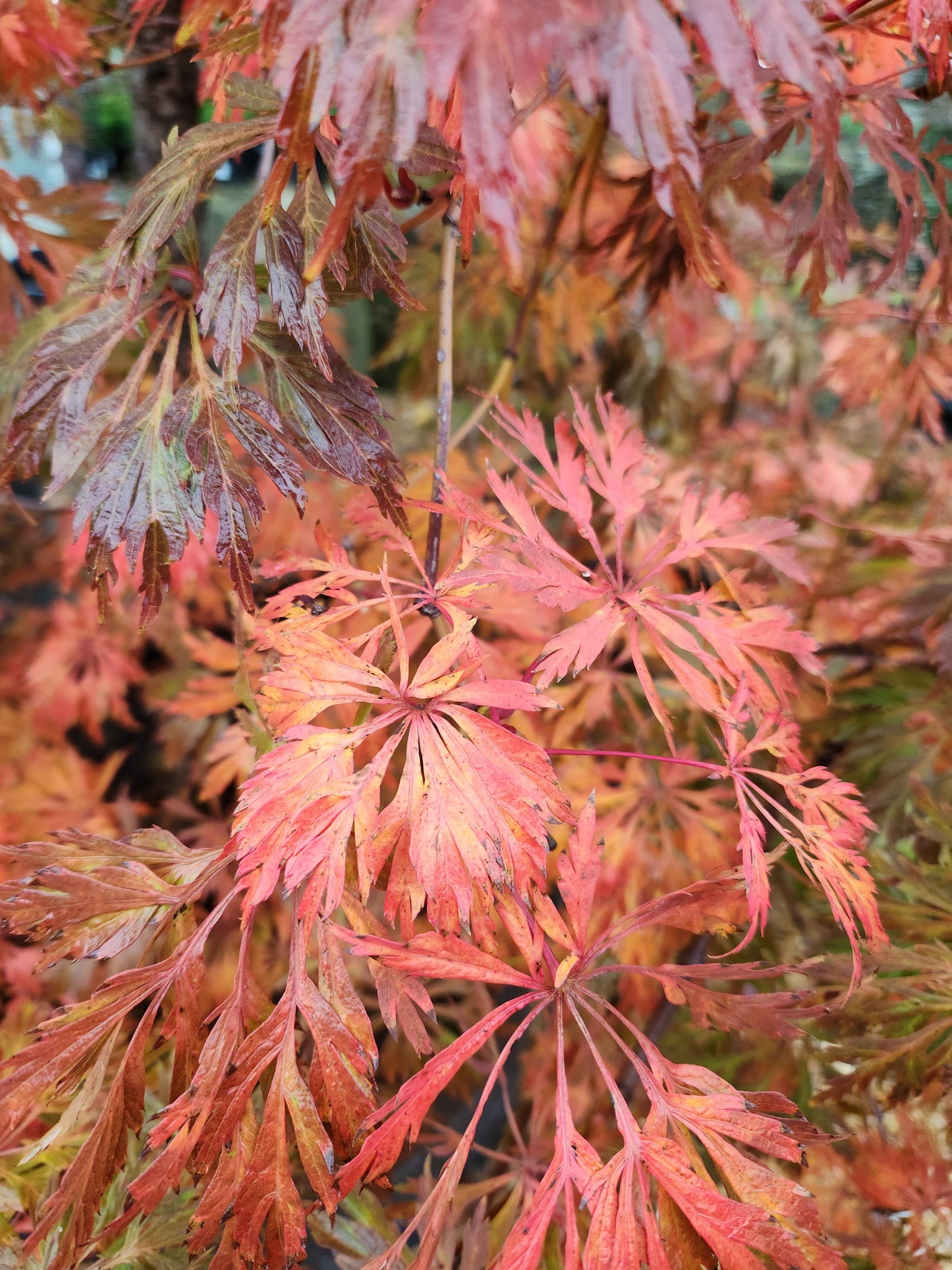 Maple, Japanese Full Moon Weeping 'Green Cascade' (Acer)