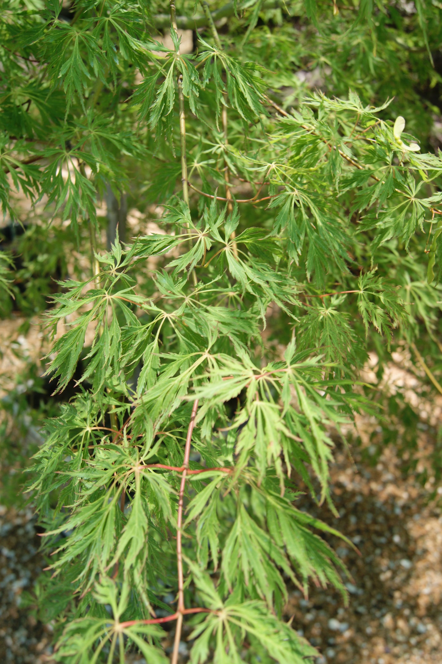 Maple, Japanese Cascading 'Ice Dragon' (Acer)