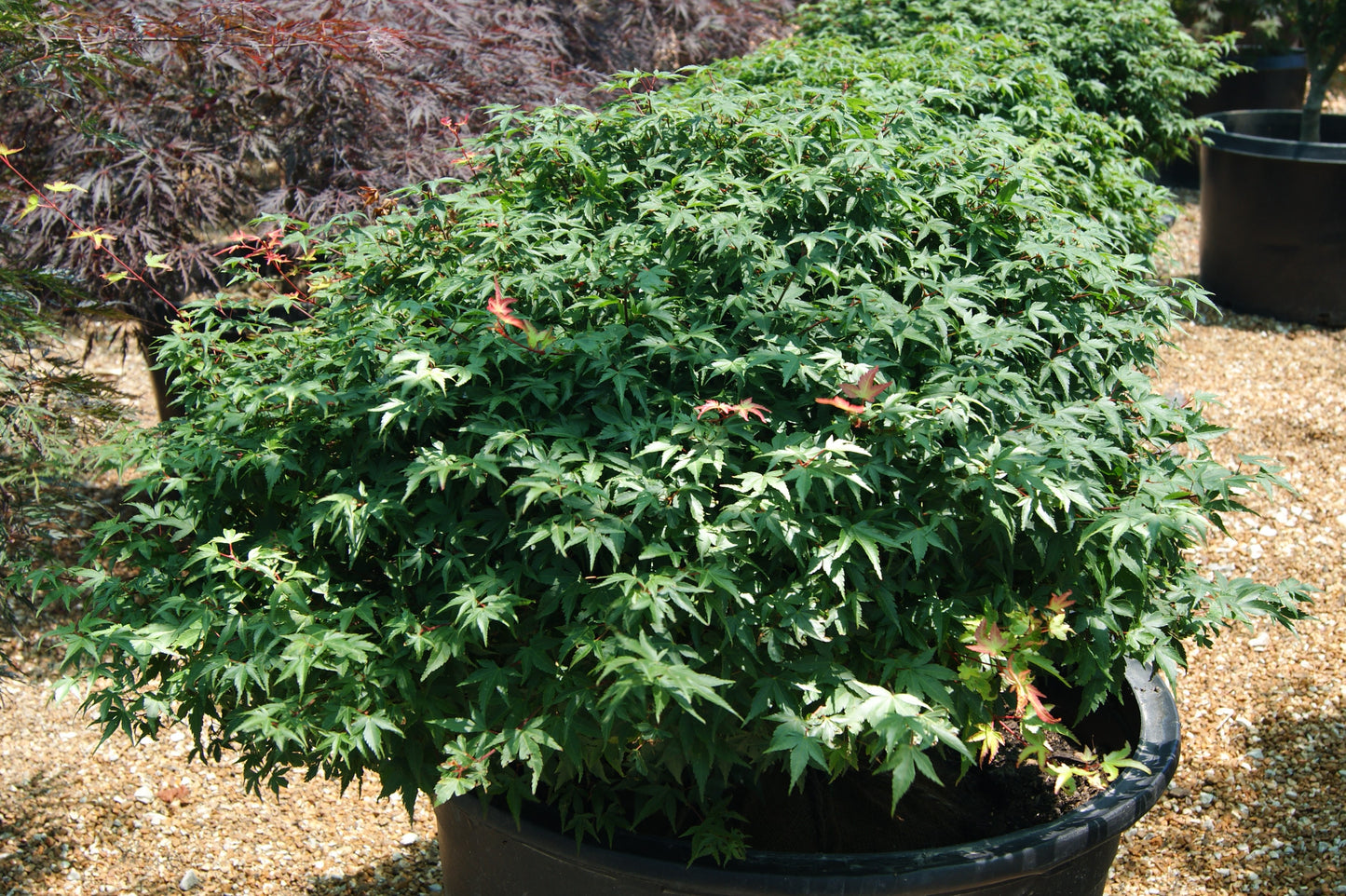 Maple, Japanese Dwarf 'Mikawa Yatsubusa' (Acer)
