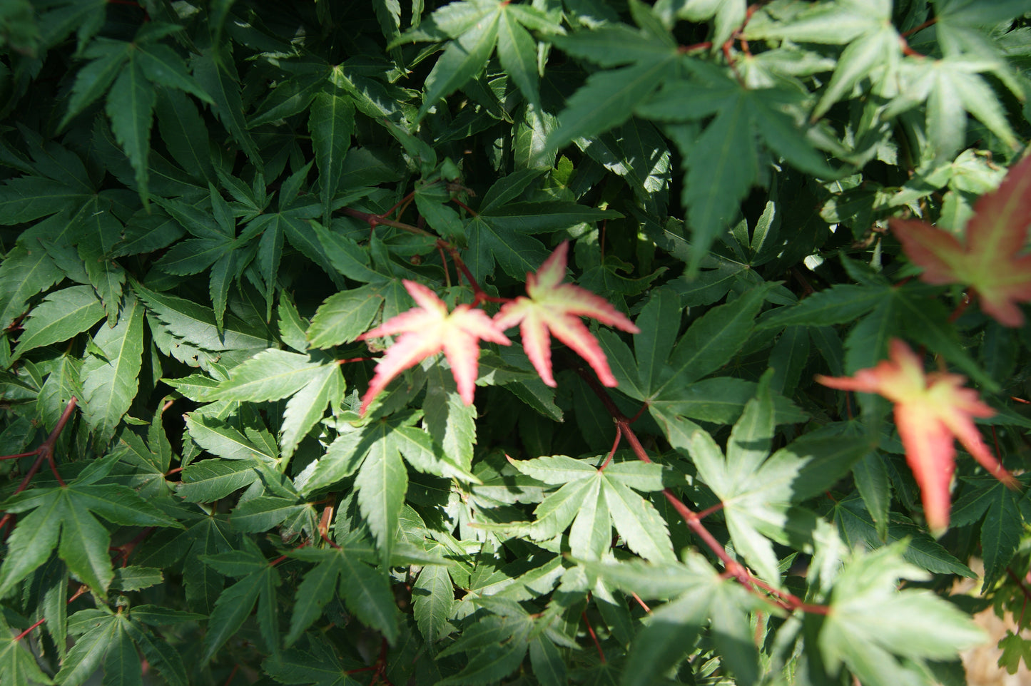 Maple, Japanese Dwarf 'Mikawa Yatsubusa' (Acer)