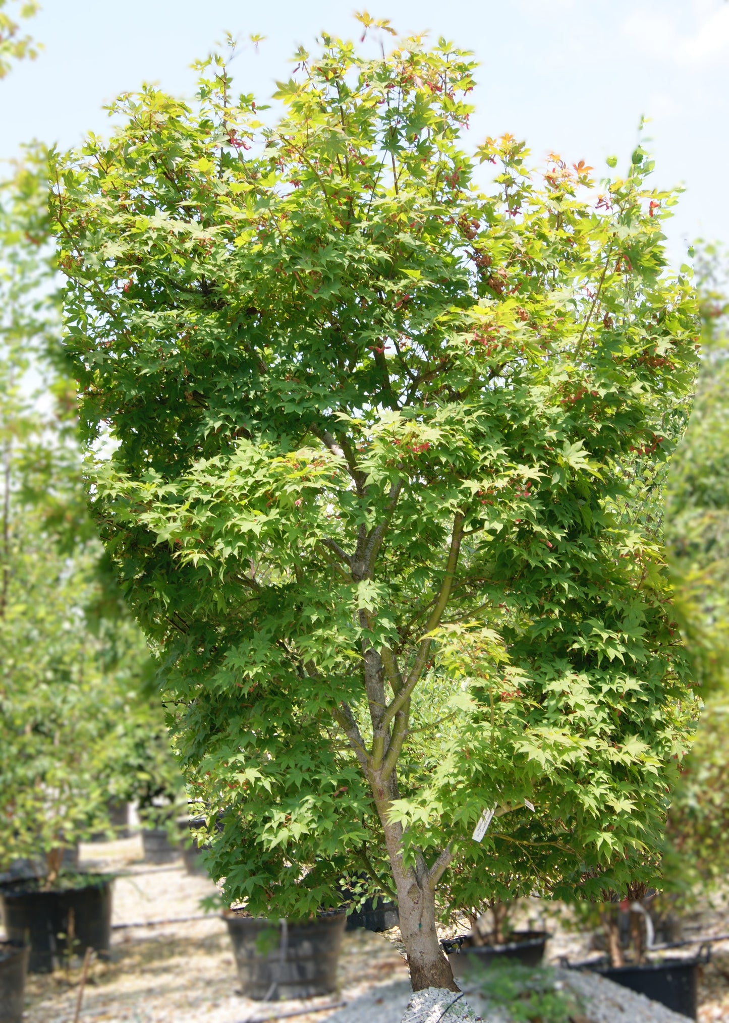Maple, Japanese Upright 'Osakazuki' (Acer)