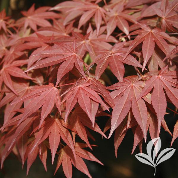 Maple, Japanese Upright 'Oshio-Beni' (Acer)