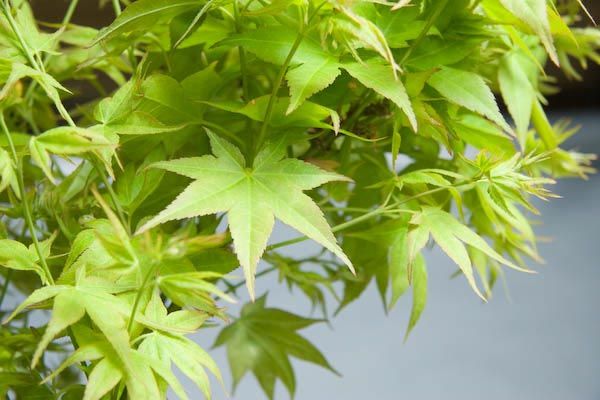 Maple, Japanese Upright, Dwarf 'Ryuzu' (Acer)