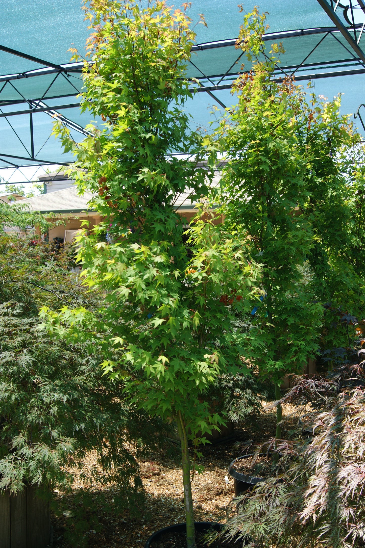Maple, Japanese Columnar 'Tsukasa Silhouet' (Acer)