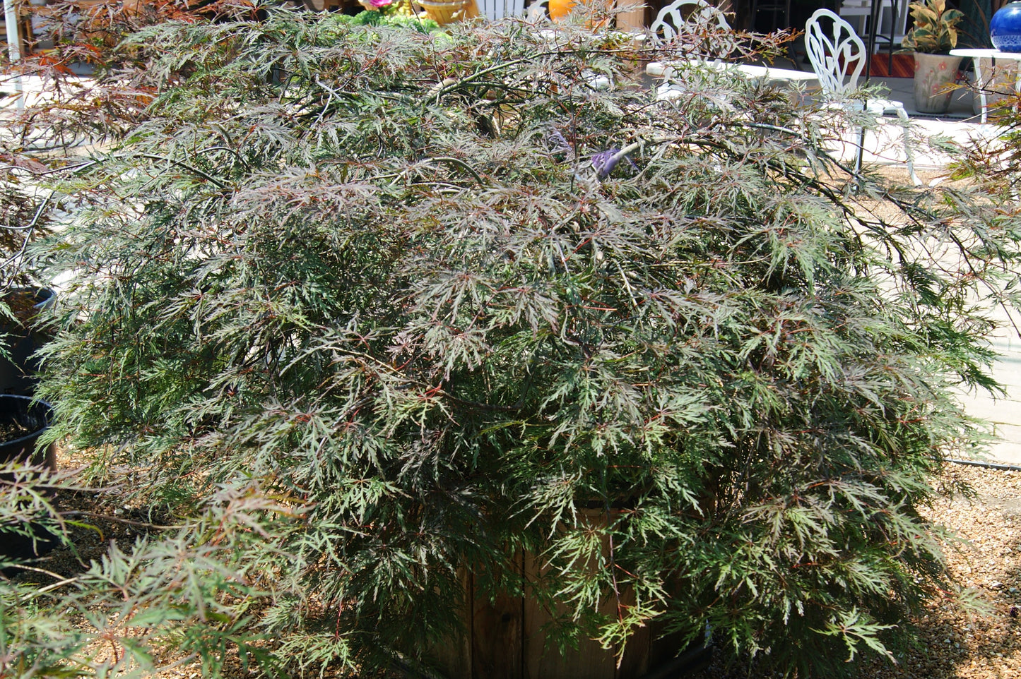 Maple, Japanese Laceleaf Dwarf 'Inaba Shidare' (Acer)