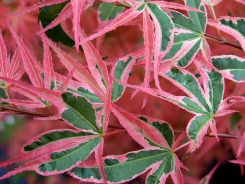 Maple, Japanese Laceleaf Upright, Dwarf 'Roseo Marginatum' (Acer)