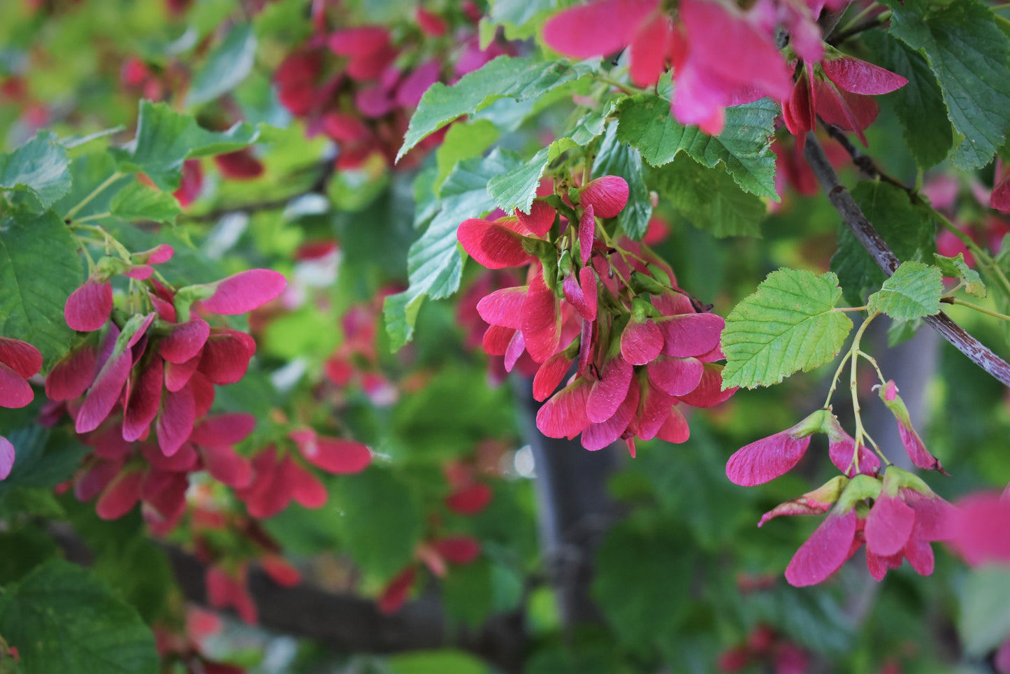 Maple, Tatarian 'Hot Wings' (Acer)