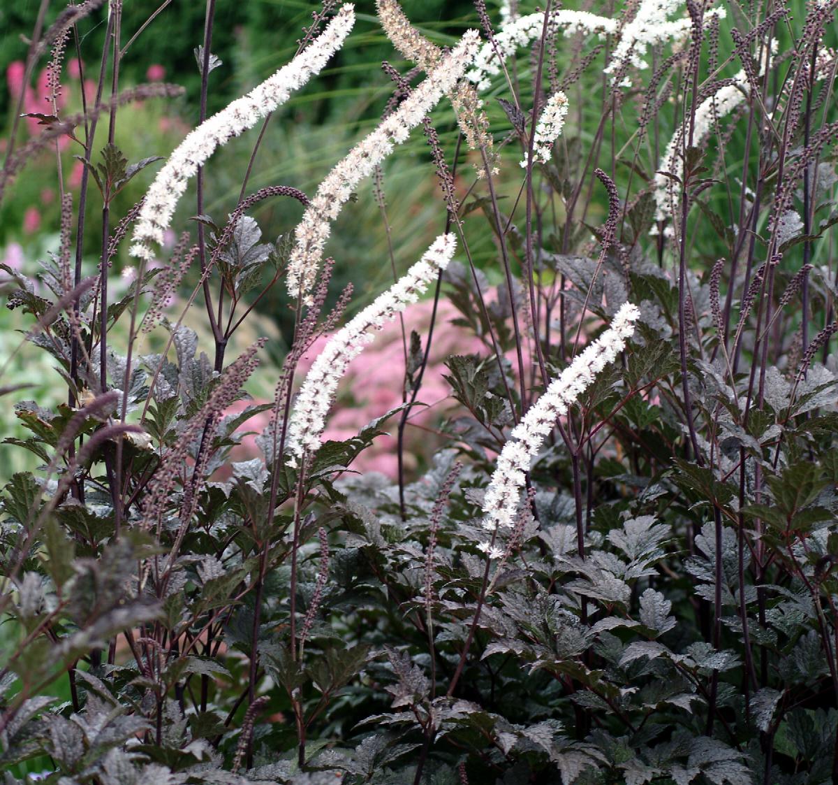 Snakeroot 'Black Negligee' (Actaea)