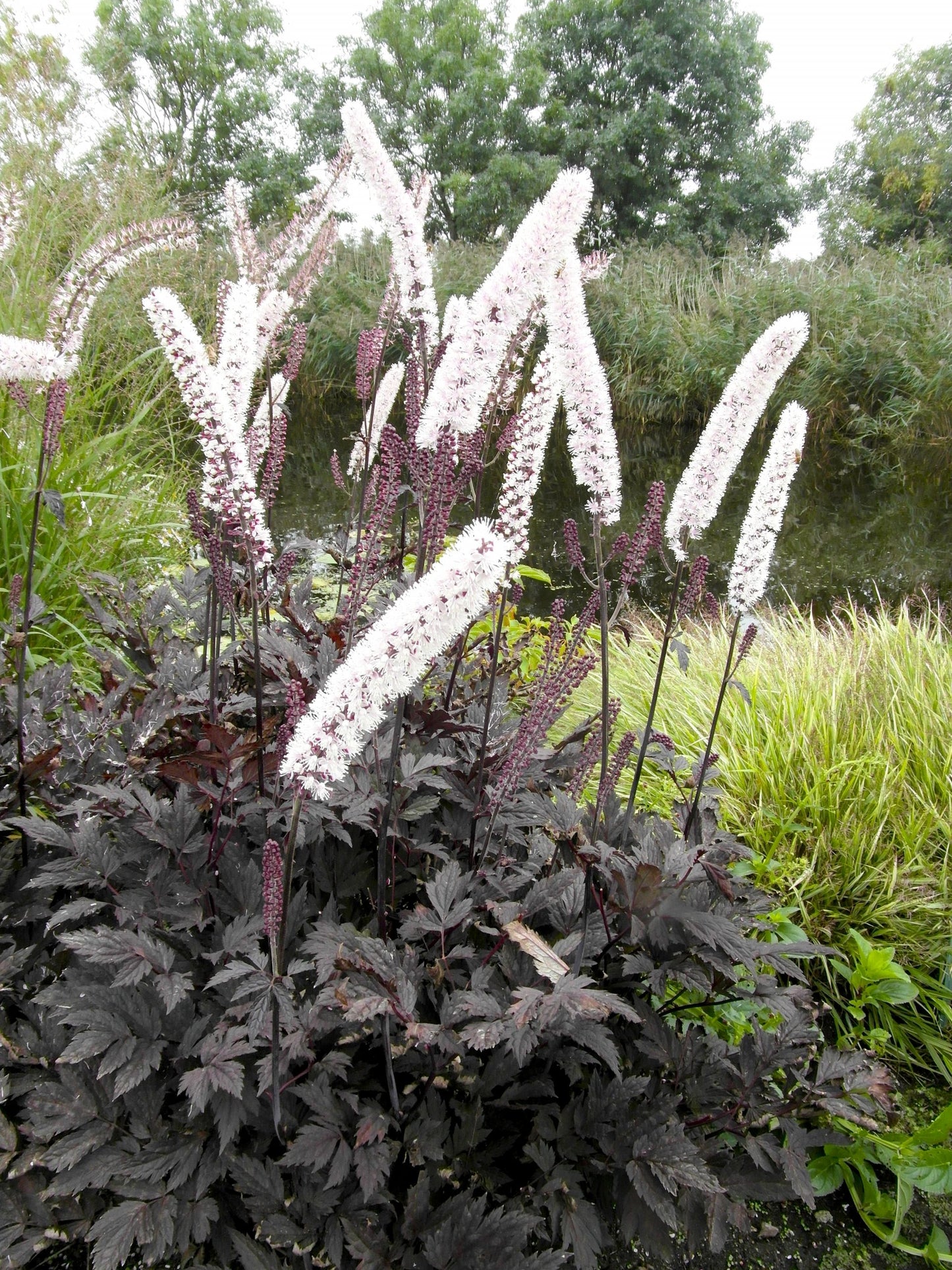 Snakeroot 'Chocoholic' (Actaea)
