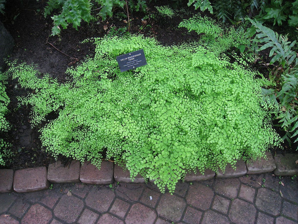 Fern, Delta Maidenhair 'Fritz Luthi' (Adiantum)