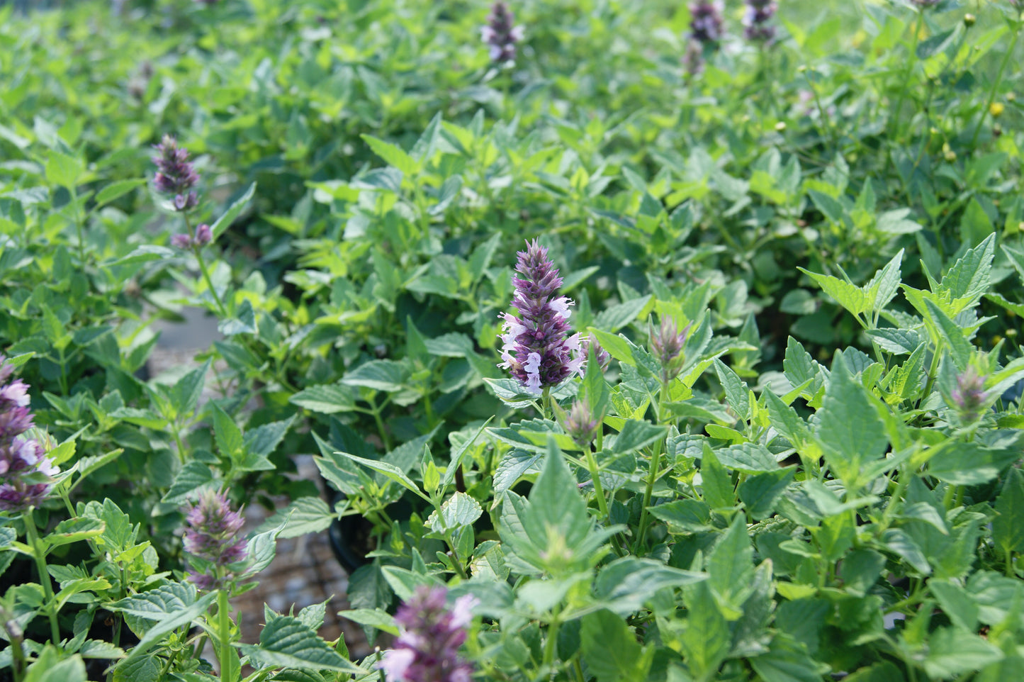Hyssop, Anise/ Hummingbird Mint 'Beelicious Pink' (Agastache)