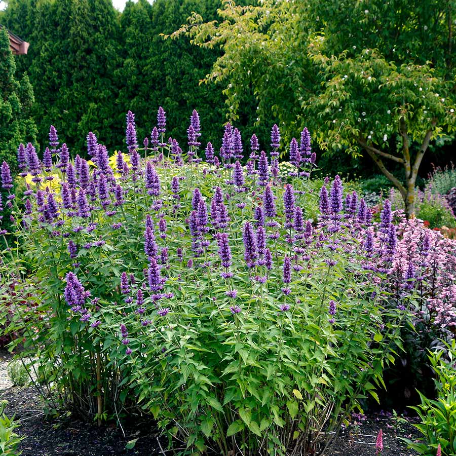 Hyssop, Anise/ Hummingbird Mint 'Blue Boa' (Agastache)