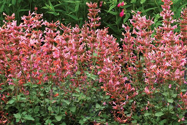 Hyssop, Anise/ Hummingbird Mint 'Kudos Ambrosia' (Agastache)