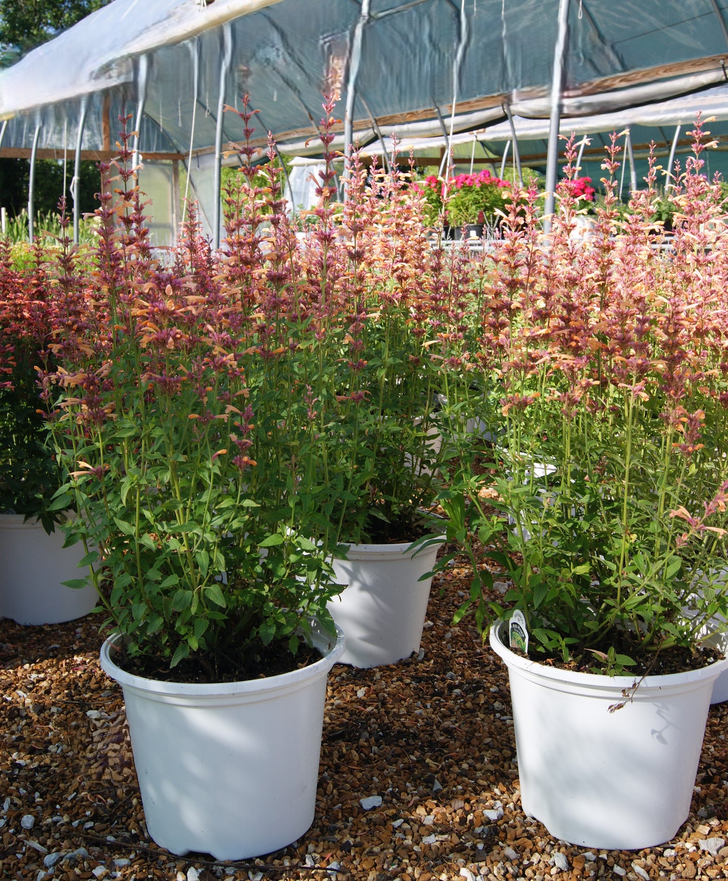 Hyssop, Anise/ Hummingbird Mint 'Peachie Keen' (Agastache)