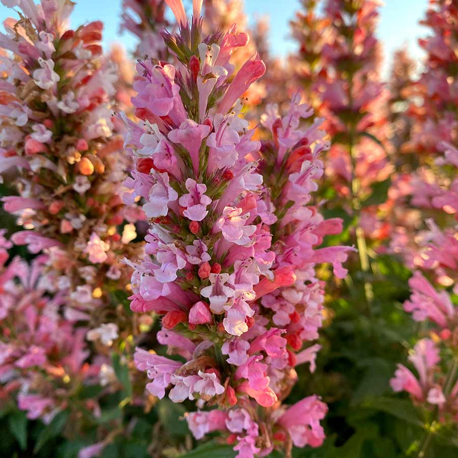 Hyssop, Anise/ Hummingbird Mint 'Pink Pearl' (Agastache)