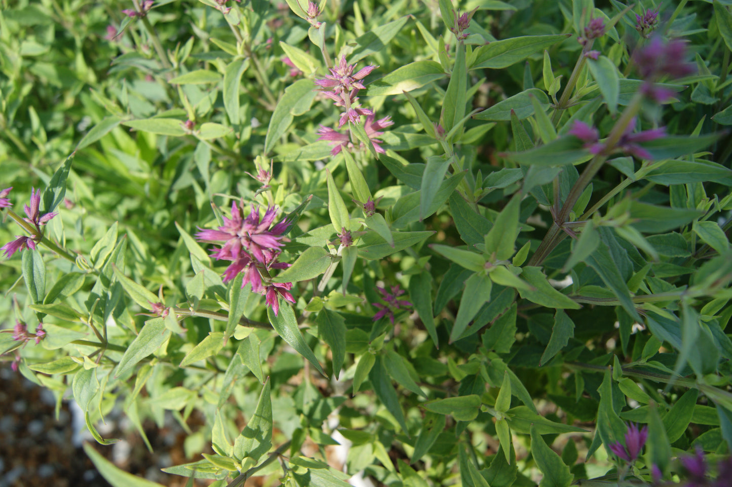 Hyssop, Anise/ Hummingbird Mint 'Rosie Posie' (Agastache)