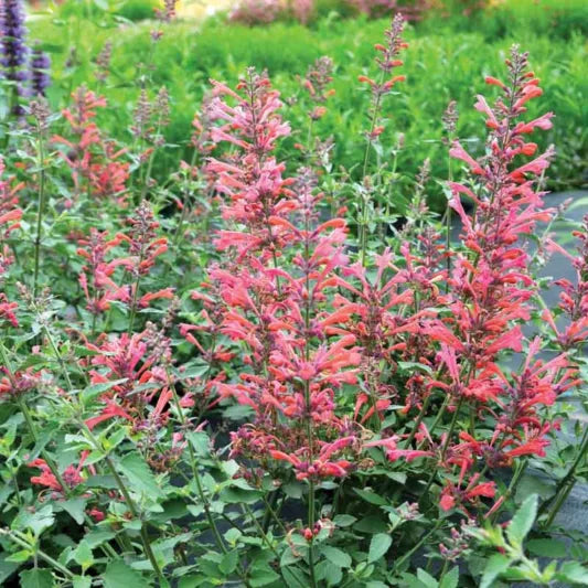 Hyssop, Anise/ Hummingbird Mint 'Kudos Coral' (Agastache)