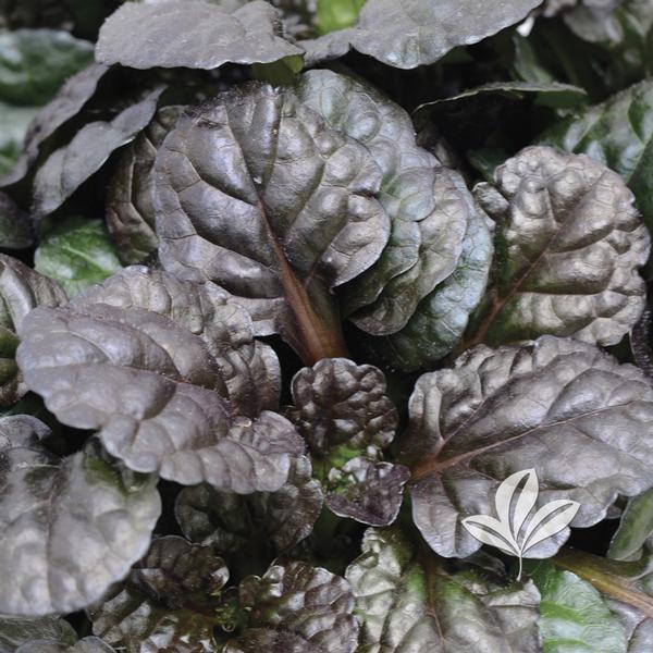 Bugle Weed, Creeping 'Black Scallop' (Ajuga)