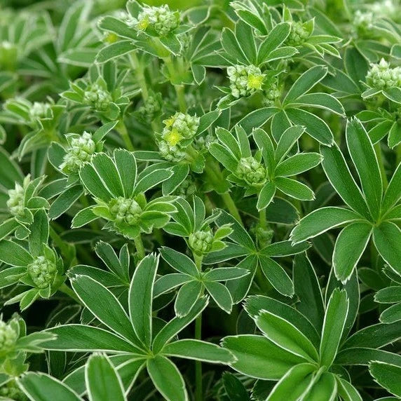 Lady's Mantle, Alpine (Alchemilla)