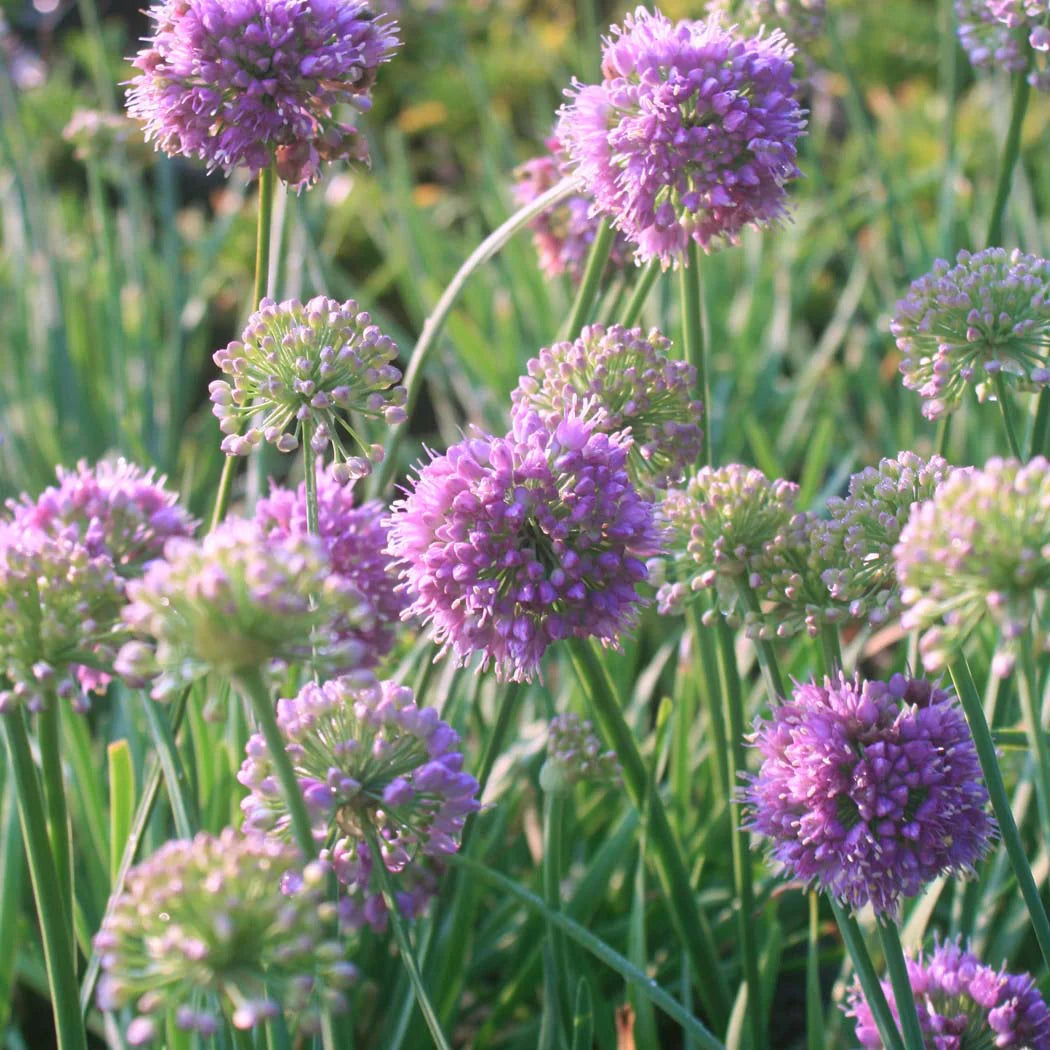 Onion, Ornamental 'Medusa' (Allium)