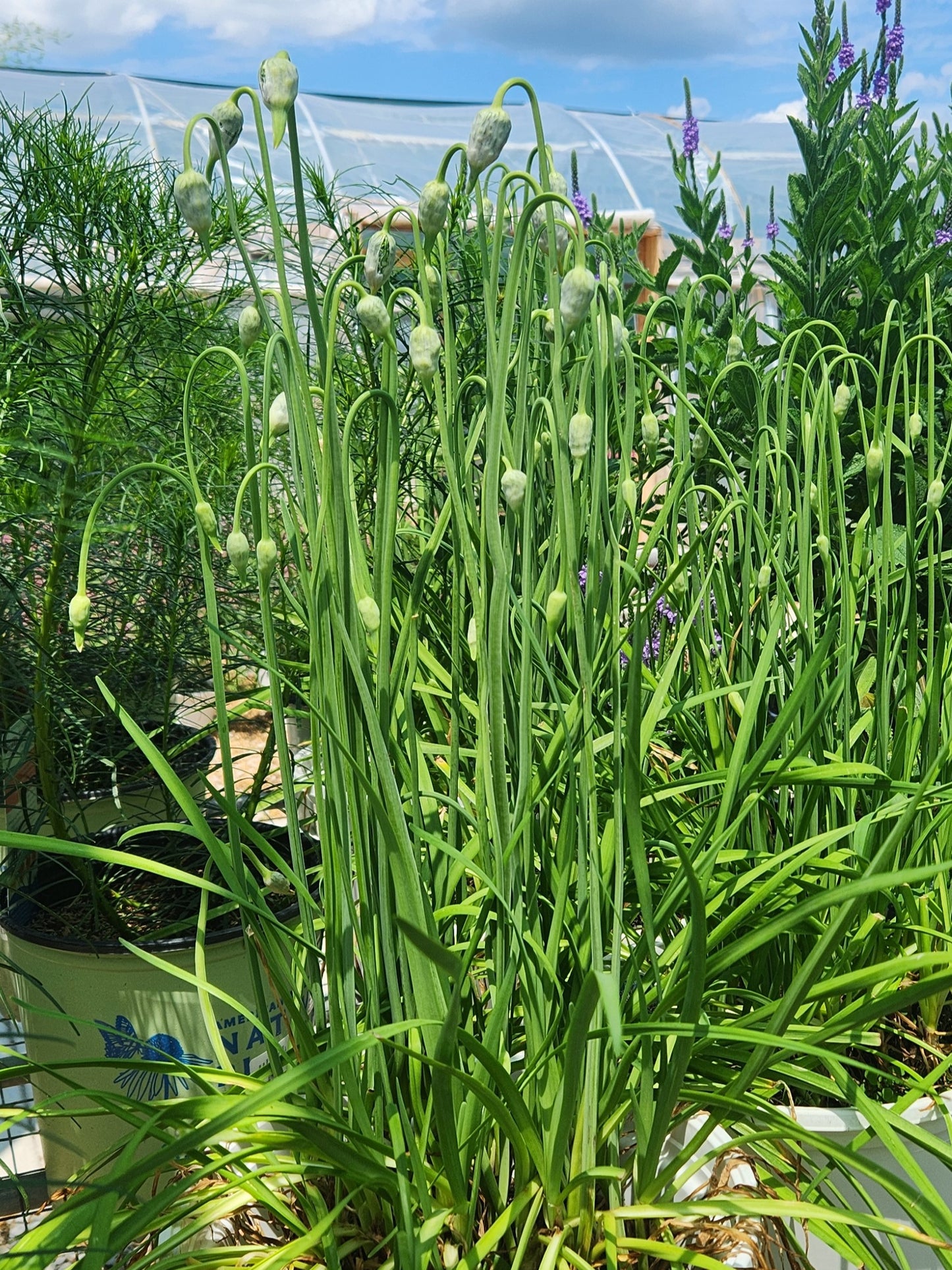 Onion, Nodding (Allium)
