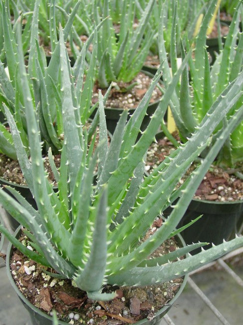 Medicine Plant ‘Hedgehog’ (Aloe)