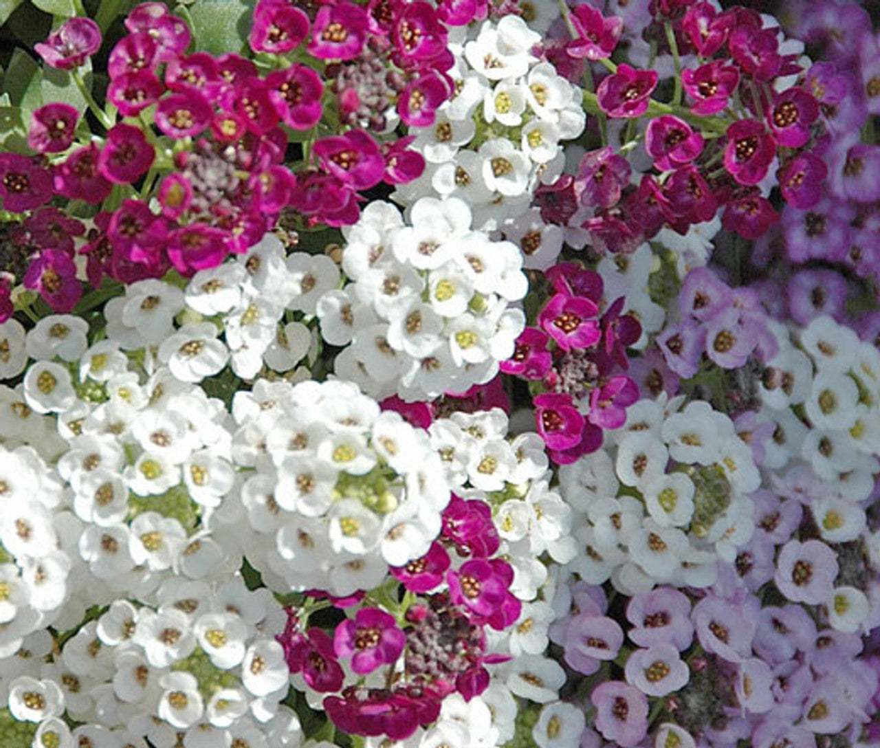 Alyssum, Sweet (Lobularia)