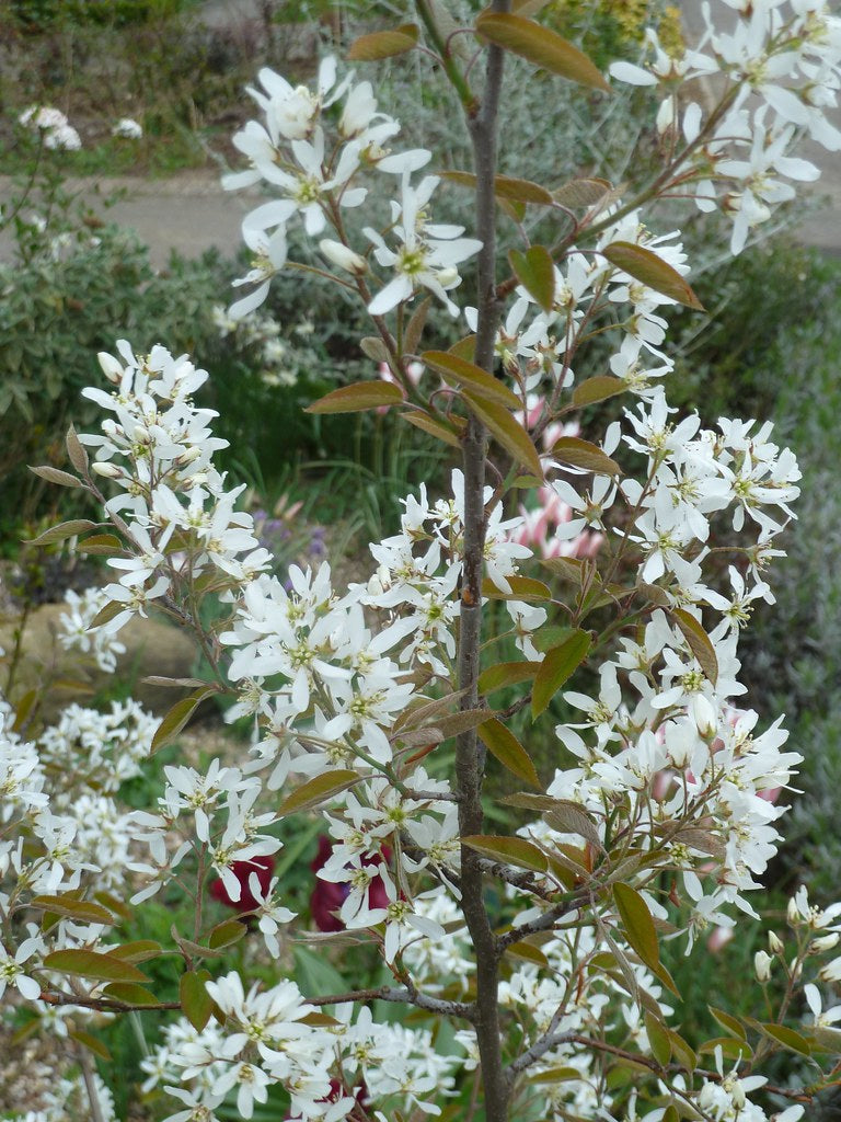 Serviceberry, Apple (Amelanchier) - Multi-Trunk