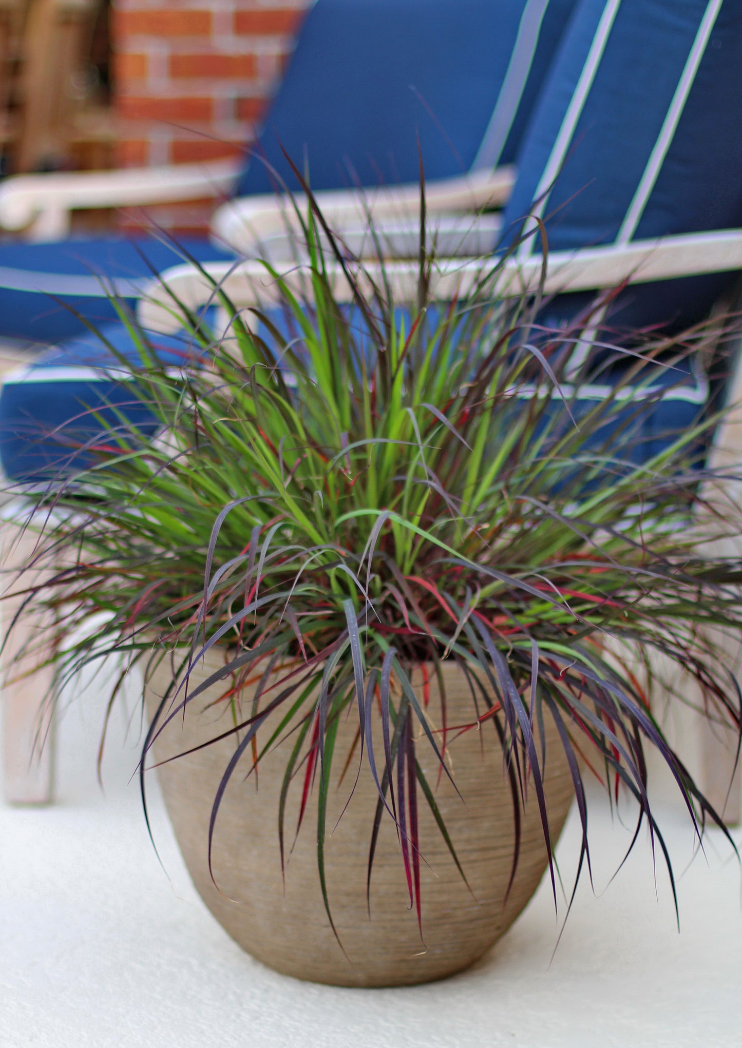 Grass, Big Bluestem 'Blackhawks' (Andropogon)