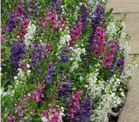 Summer Snapdragon (Angelonia)