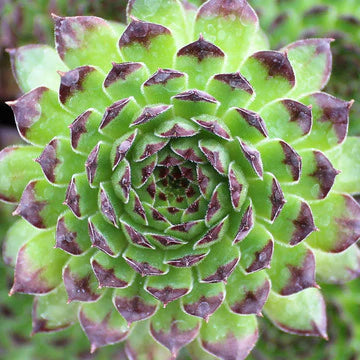 Hens & Chicks, Hardy 'Appletini' (Sempervivum)