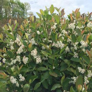 Chokecherry, Black Dwarf 'Low Scape Hedger' (Aronia)