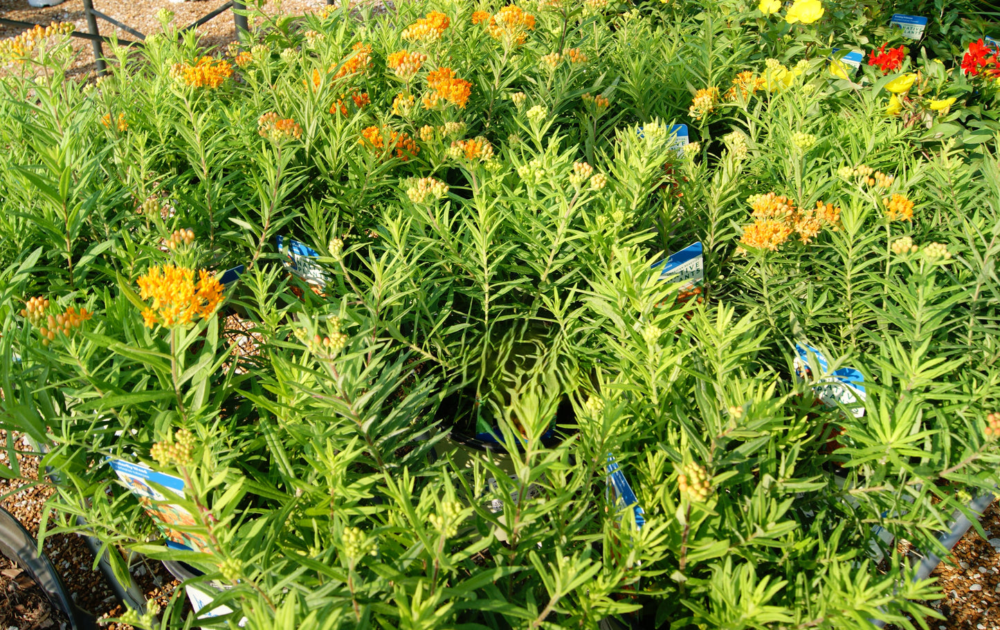 Milkweed, Butterfly/ Prairie (Ascelpias)