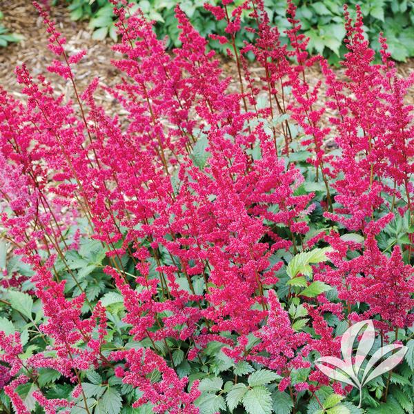 False Goat's Beard / False Spirea 'Fanal' (Astilbe, German)