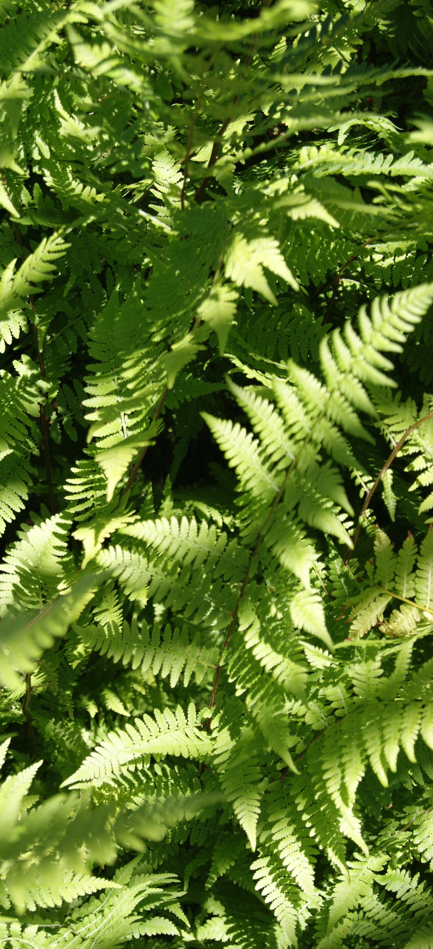 Fern, Lady (Athyrium)